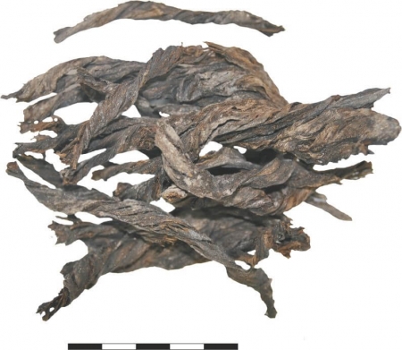 Niewielkie fragmenty liny skręconej z łyka. Jej grubość wynosiła około 2,0 cm. XIII–XIV wiek (opr. A. Uciechowska-Gawron)