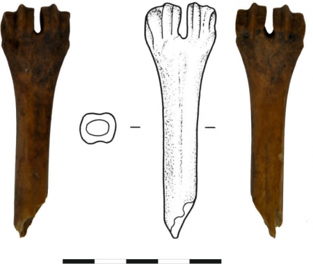 Narzędzie kolne, wykonane z naturalnej, nieobrobionej kości zwierzęcej, jedynie z zaostrzoną częścią dolną (pracującą). XII wiek (opr. S. Słowiński)